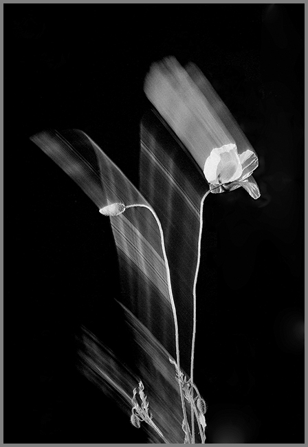 Dieter WALTER